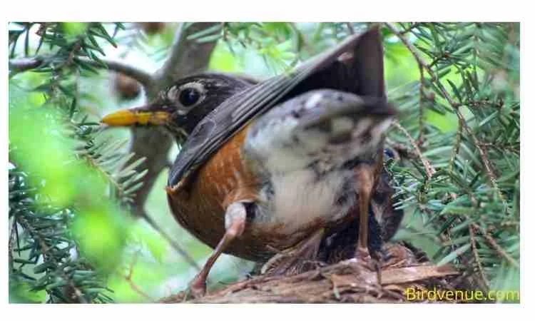 How to know if a mother bird has returned to its nest?
