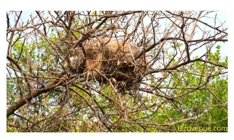 How to tell if a mother bird has abandoned its nest 