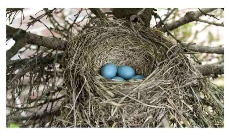Why do birds abandon their nests with eggs