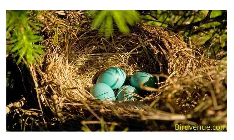 Why do birds abandon their nests with eggs 