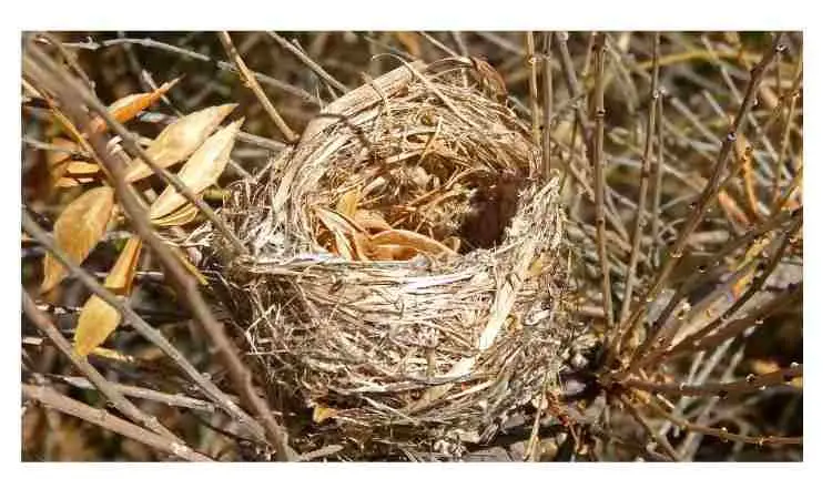 Why do birds destroy their own nest