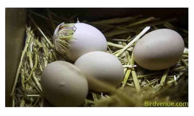how to hatch a bird egg without an incubator