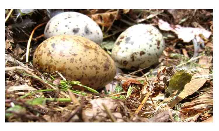 how to take care of an abandoned bird egg