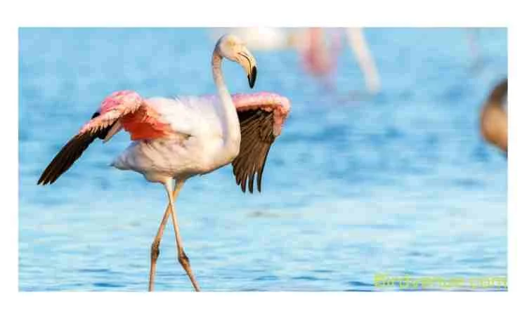 About flamingo bird