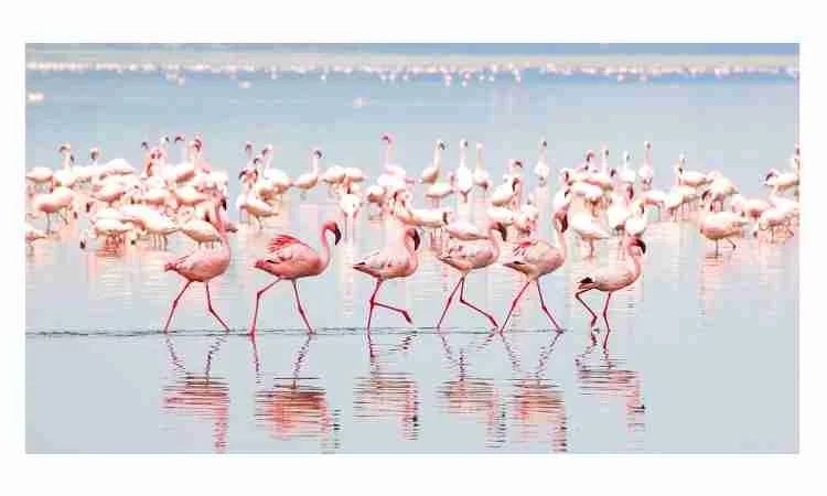 About flamingo bird