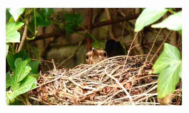 Do birds steal other birds' nests