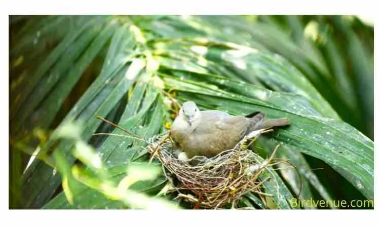 What birds lay their eggs in other birds' nests