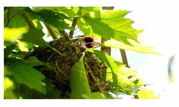 Why do birds destroy other birds nests 1