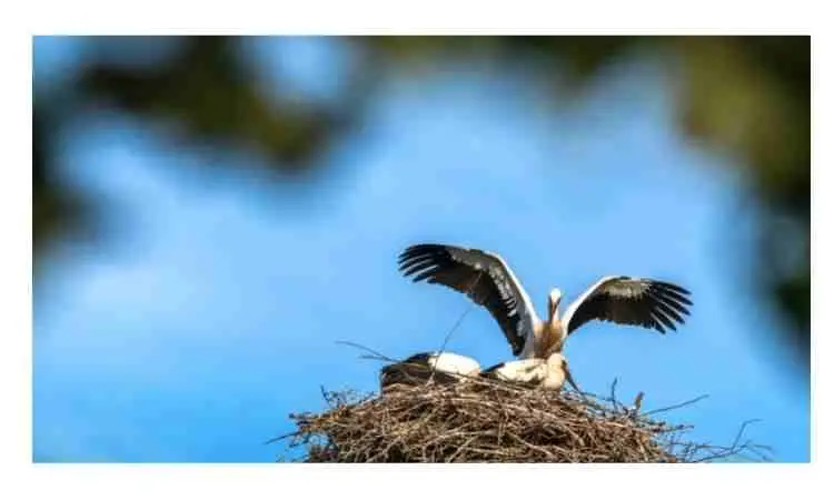 Why do birds destroy other birds' nests