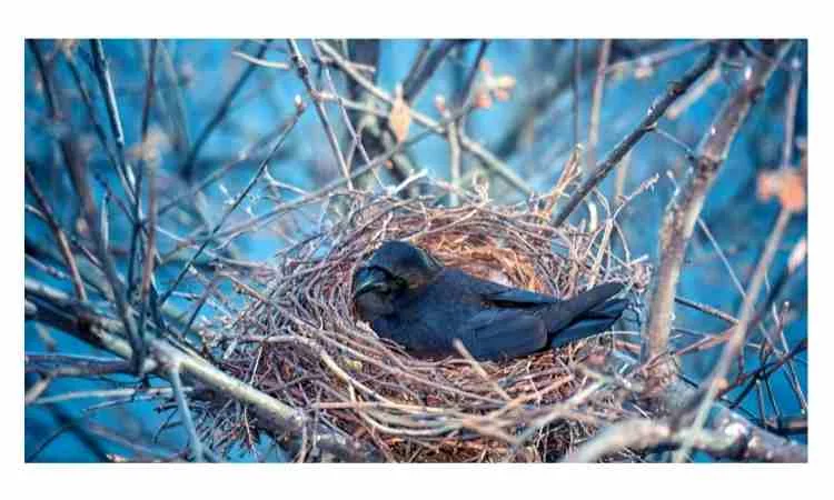 which bird lays eggs in crows nest