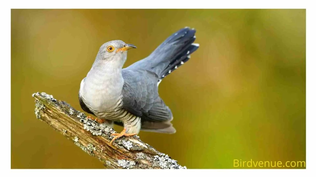 why do cuckoos lay their eggs in other nests