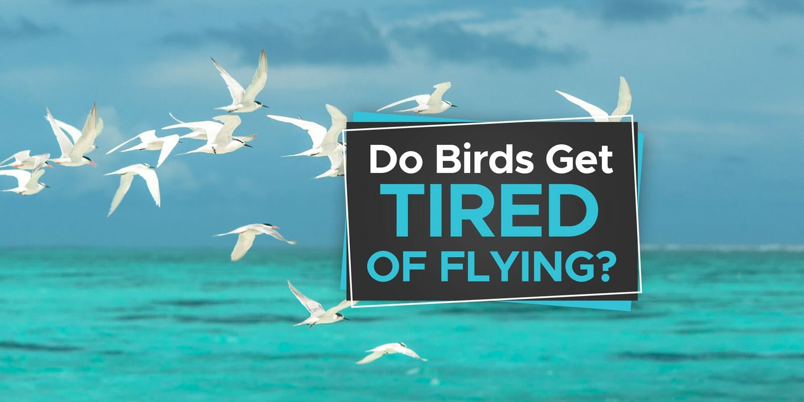 flight-fatigue-do-birds-get-tired