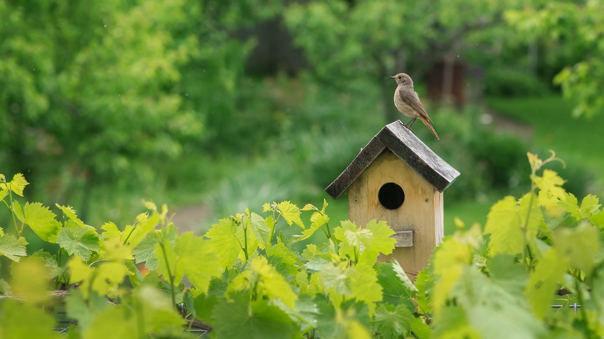 when-do-birds-use-birdhouses-discover-optimal-times-for-attracting-birds