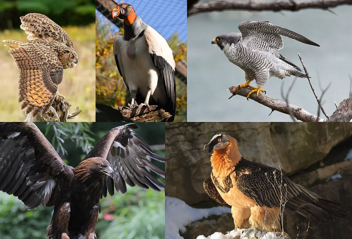 Unique Hunting Techniques Of Different Raptor Species