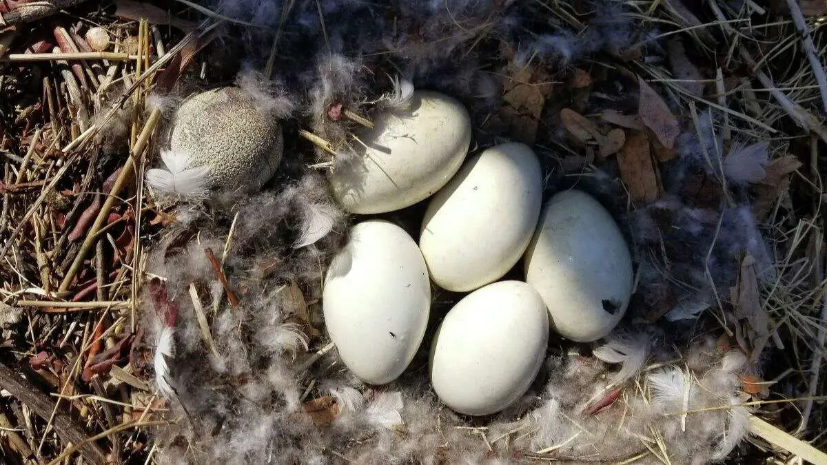 Ecological Consequences: How Nest Theft Affects Local Bird Populations