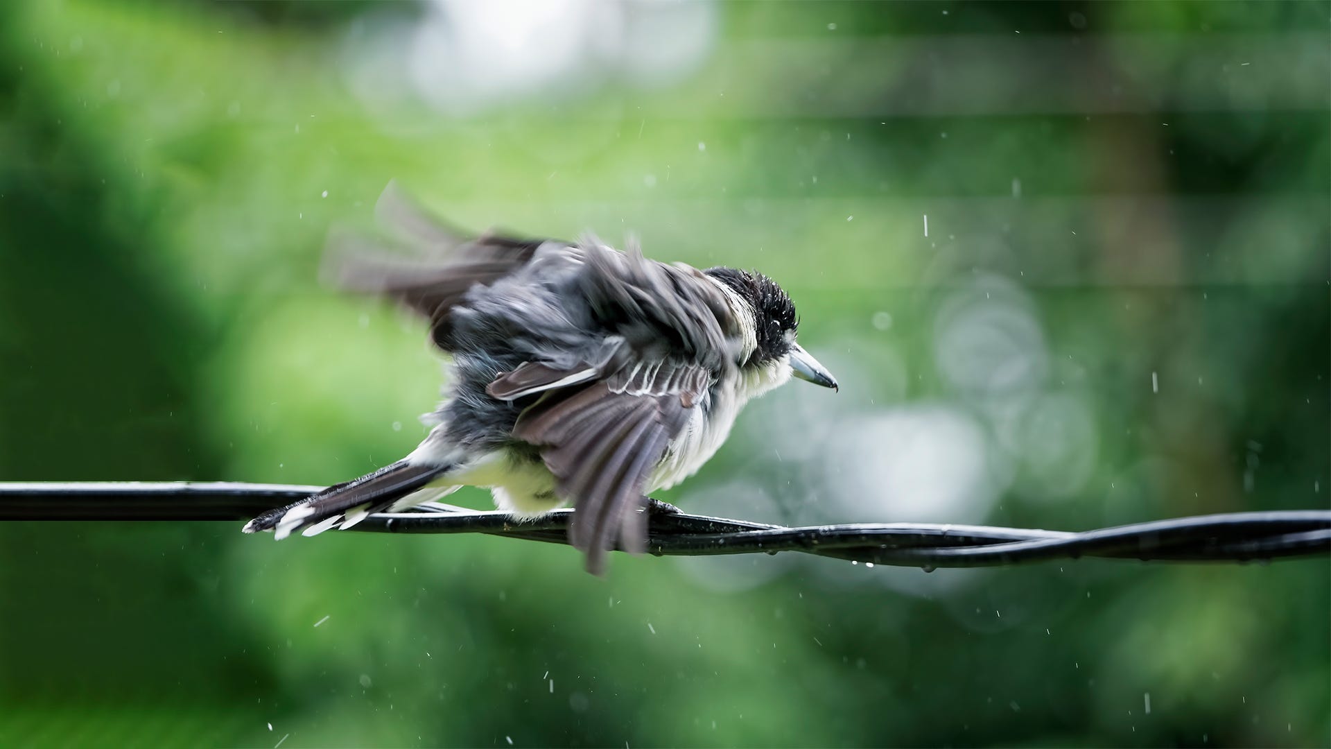 surviving-the-storm-where-do-birds-go-during-a-hurricane