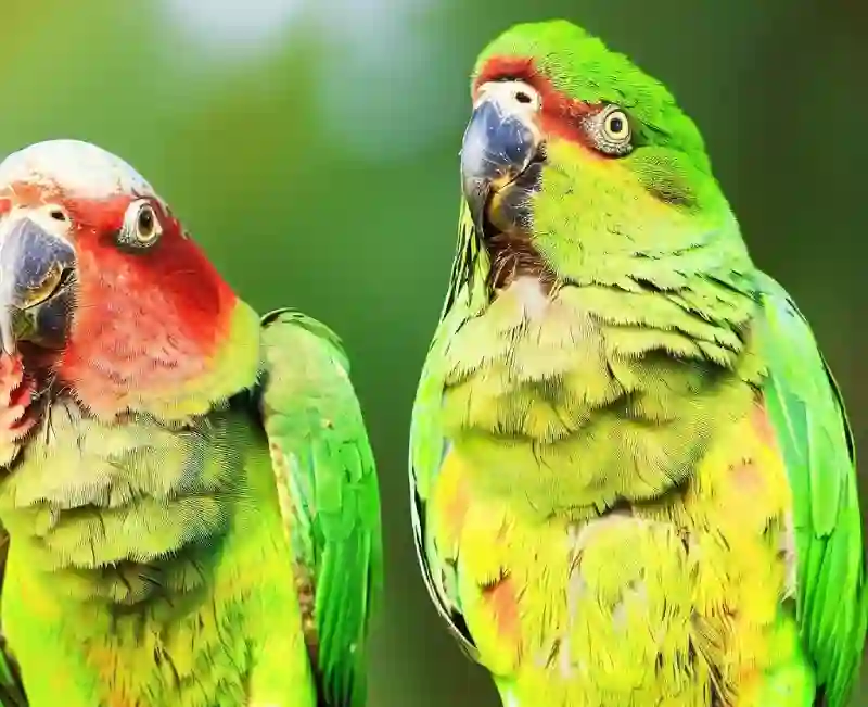 Average Lifespan Of The Most Popular Parrot