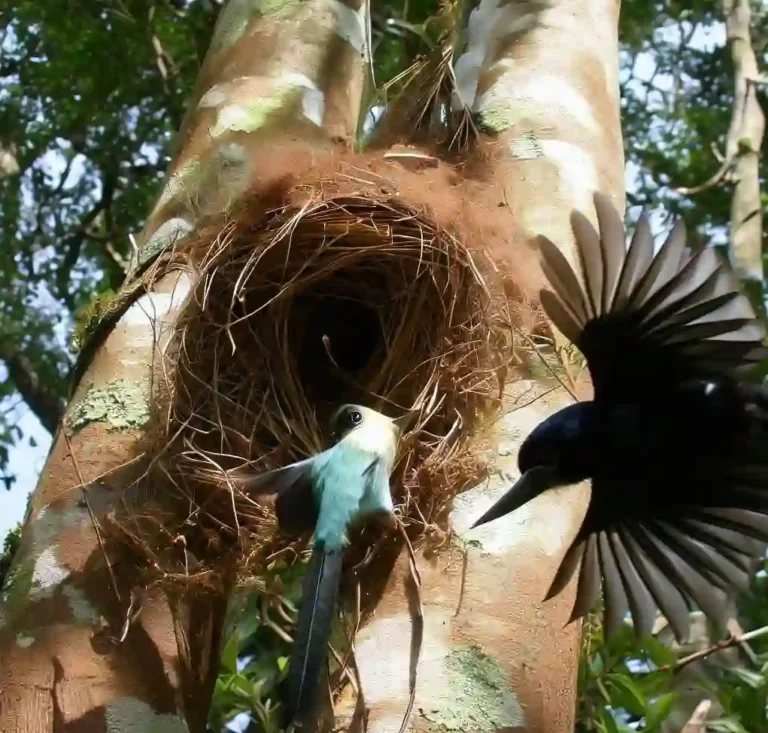 Interactions between Avian Species And Nest Appropriation