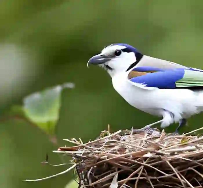 Nest Destruction Rates among Bird Species