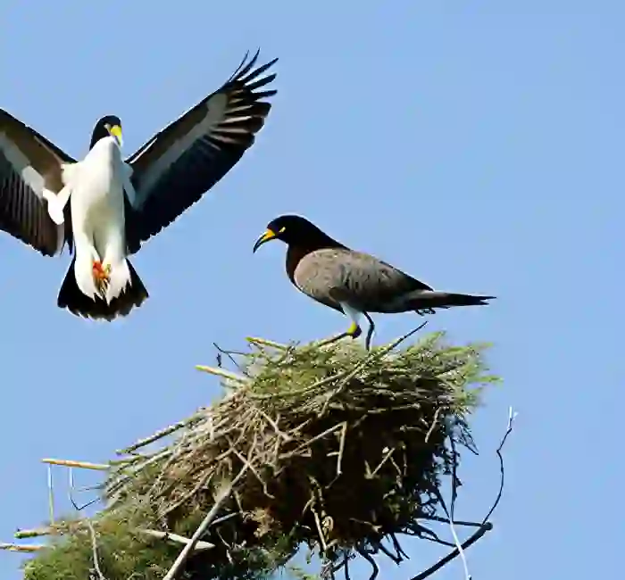 The Role of Parental Investment in Nest Destruction Behavior