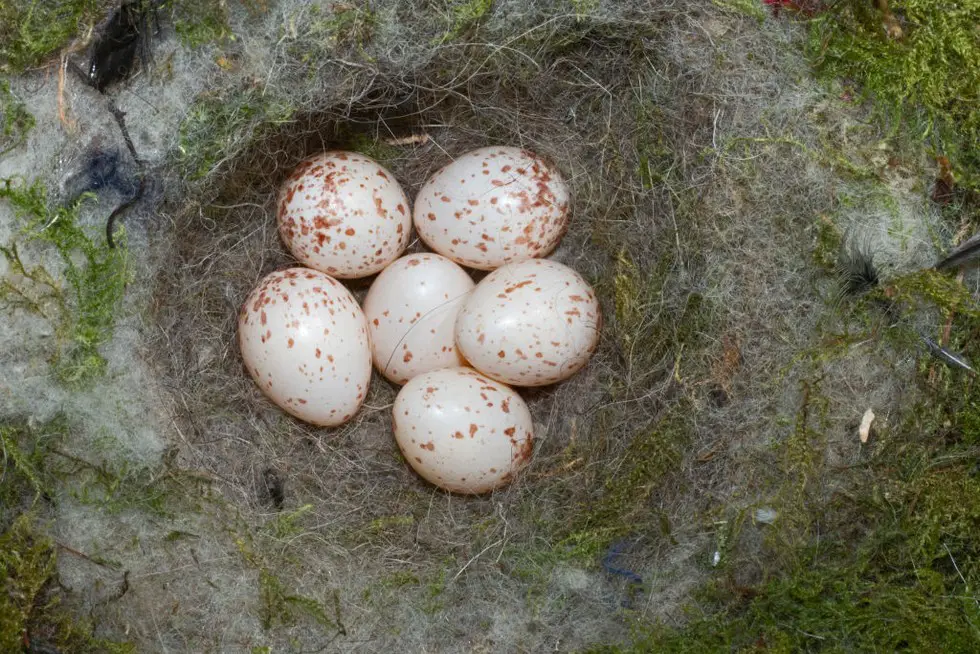 Discover The Mystery: What Bird Lays Eggs In The Grass?