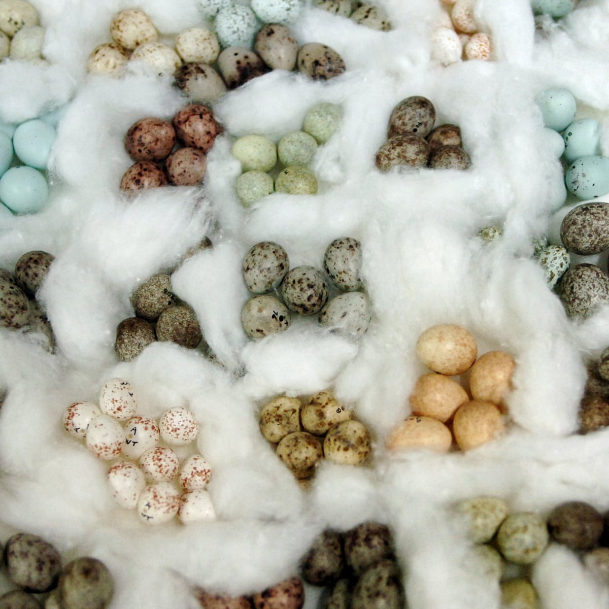 Cracking The Mystery Why Do Birds Roll Their Eggs?