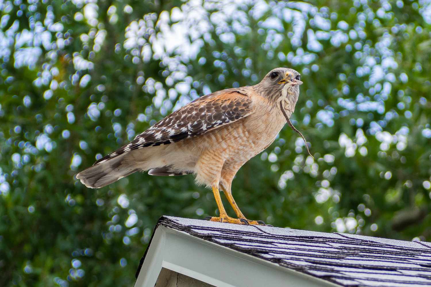 Expert Analysis: Are Bird Herbivores Carnivores Or Omnivores?