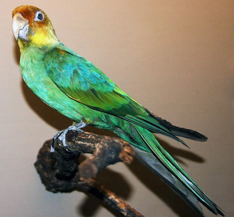Are Blue Parrots Extinct