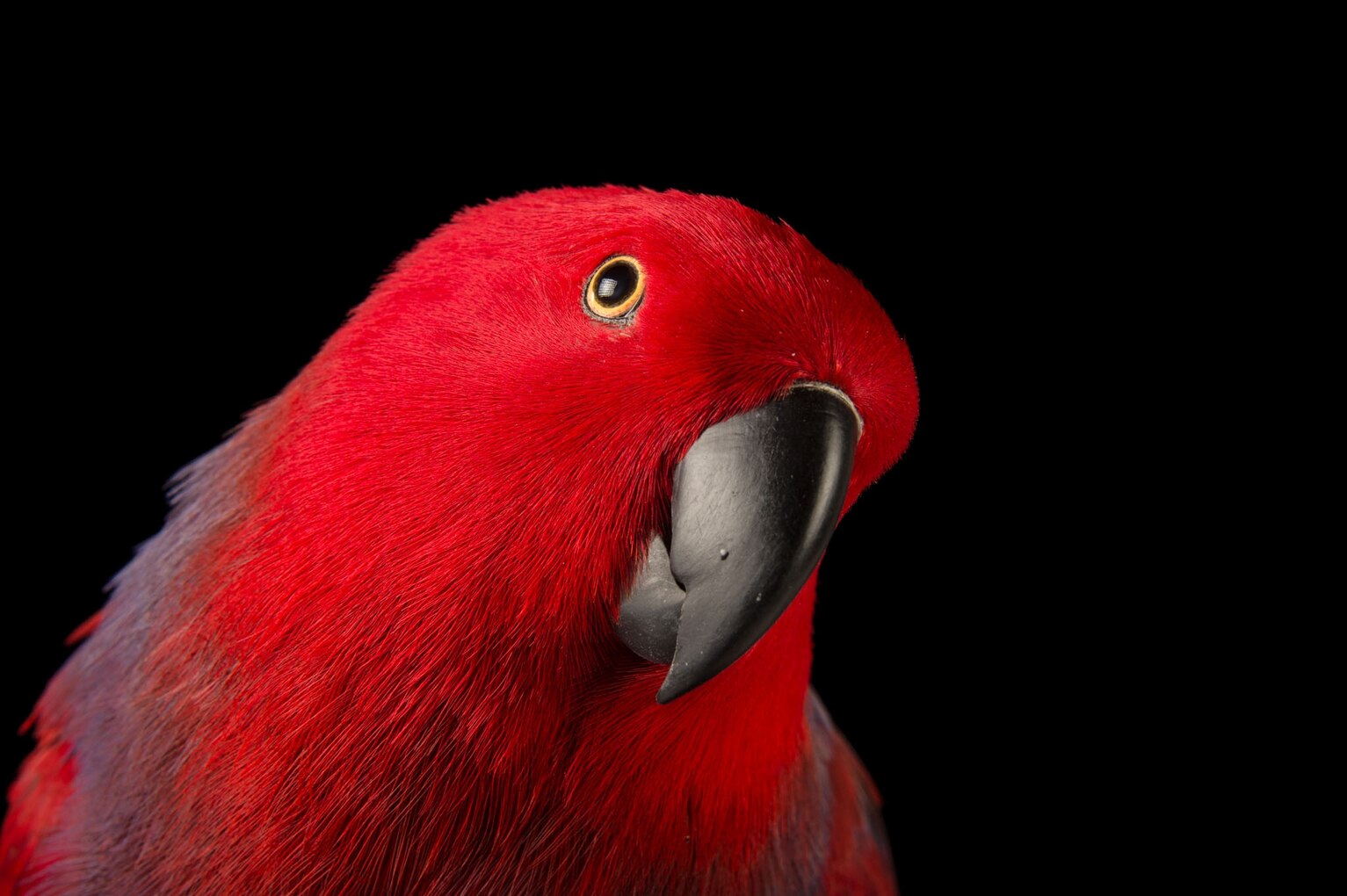 Are Parrots Endangered? Discover The Expert Truth