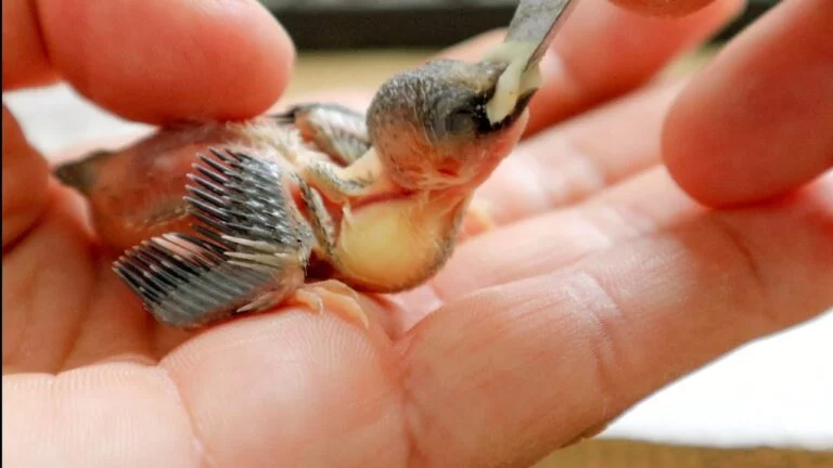 Are There Any Homemade Formulas for Feeding Baby Sparrows?