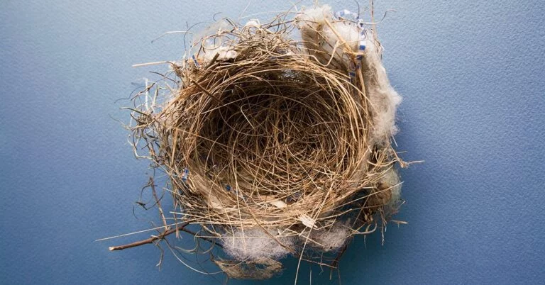 Are There Calls Or Sounds That Imply a Bird Nest Has Been Deserted?