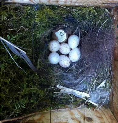 Are There Visual Cues That Indicate a Bird Nest Has Been Abandoned?