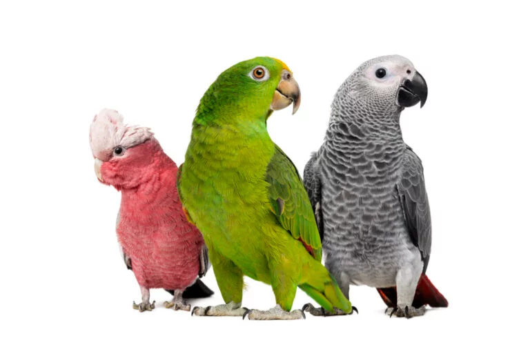 Best Parrots For Pets