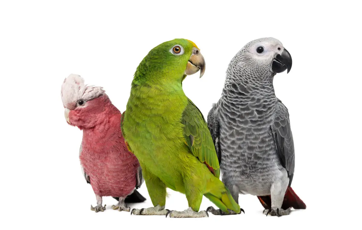 Best Parrots For Pets: Expert Guide To Choosing The Perfect Companion