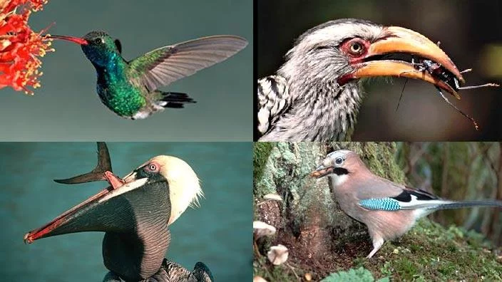 Birds With Long Thin Beaks