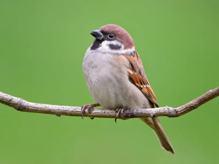 Can Baby Sparrows Eat Bread Or Other Human Foods?