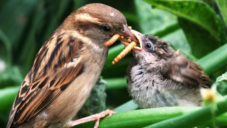 Can Baby Sparrows Eat Insects?