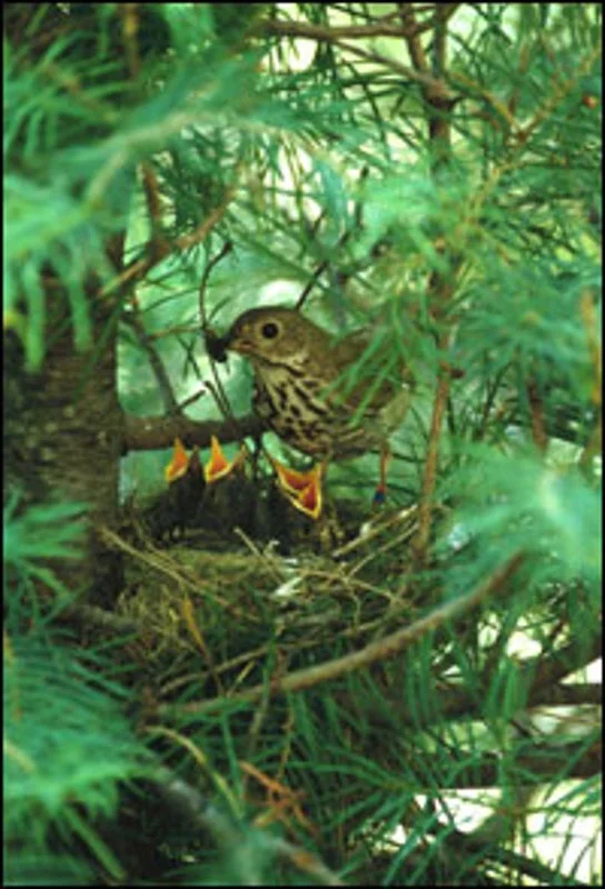 Can Environmental Factors Cause a Bird to Abandon Its Nest?