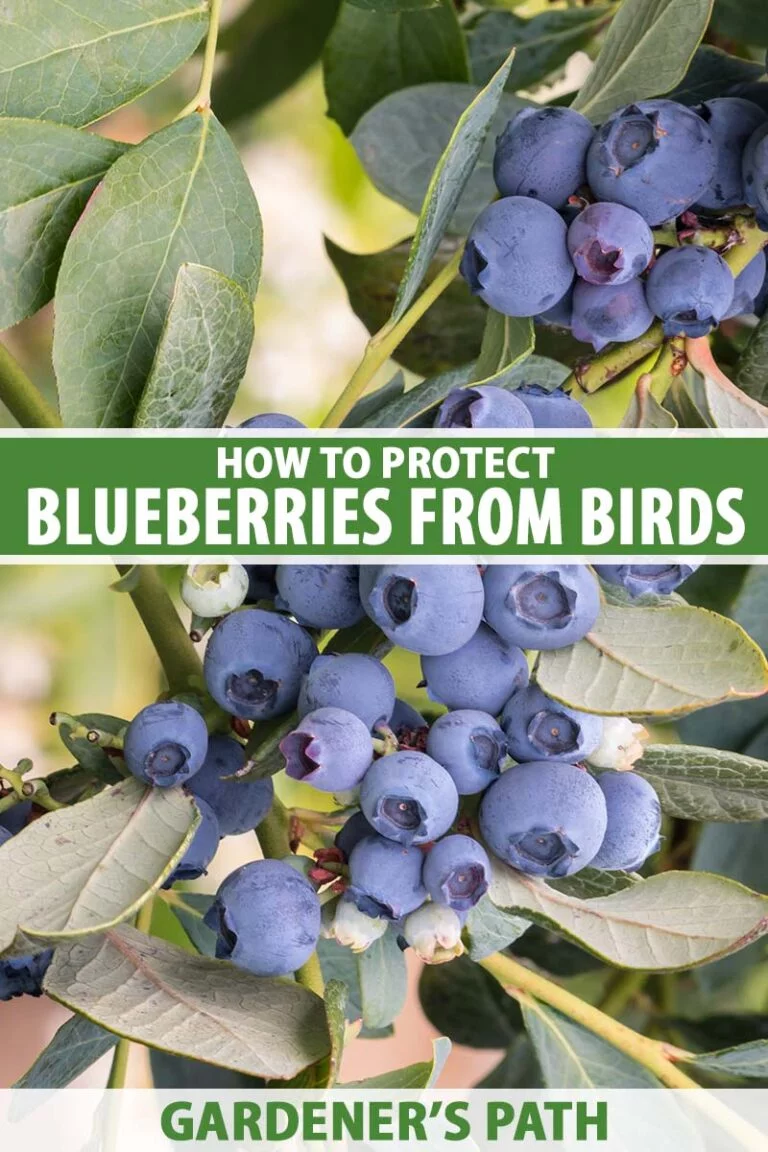 Can Finches Eat Blueberries