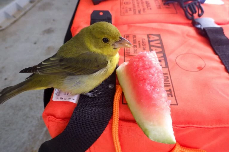 Can Finches Eat Watermelon
