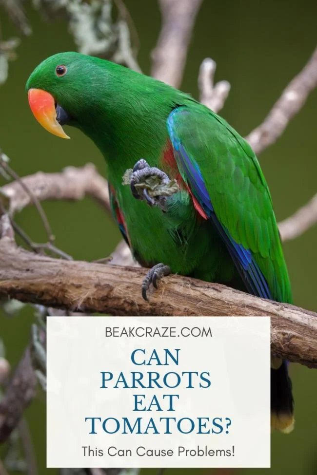 Can Parrots Eat Tomatoes
