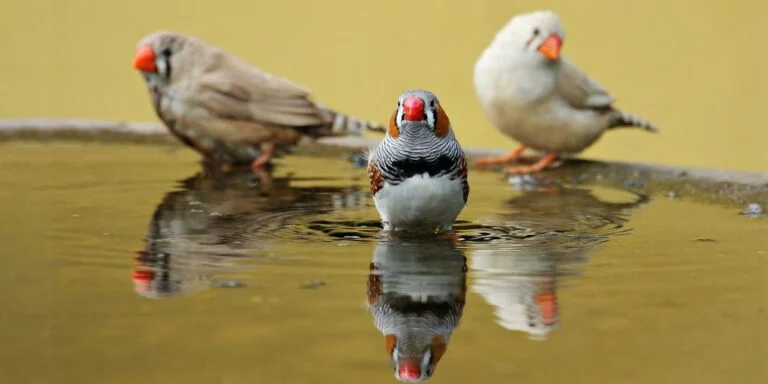 Creating a Natural And Enriching Environment for the Health And Well-Being of Zebra Finches