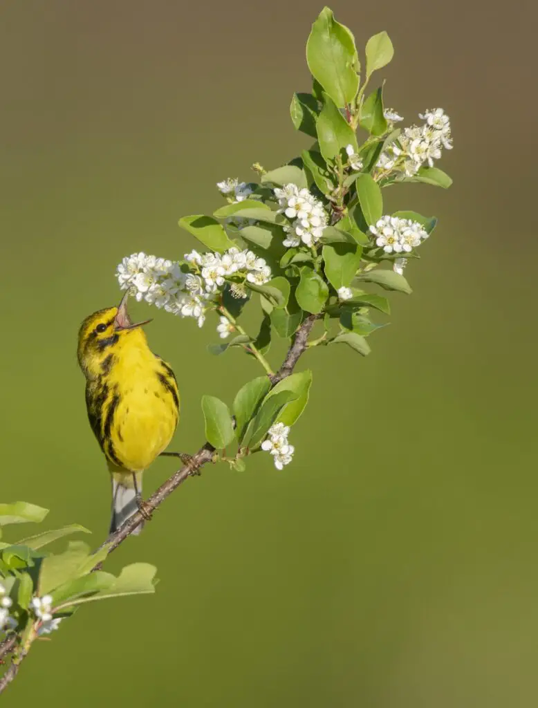 Expert Guide: Unraveling The Difference Between Finches And Warblers