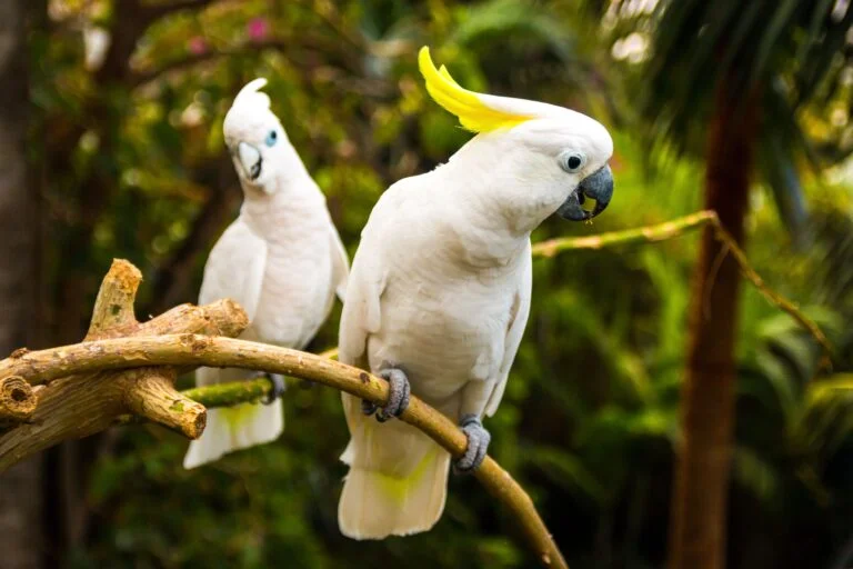 Difference Between Parrots And Cockatoos