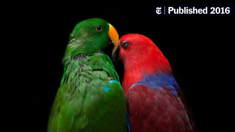 Difference Between Parrots And Lorikeets