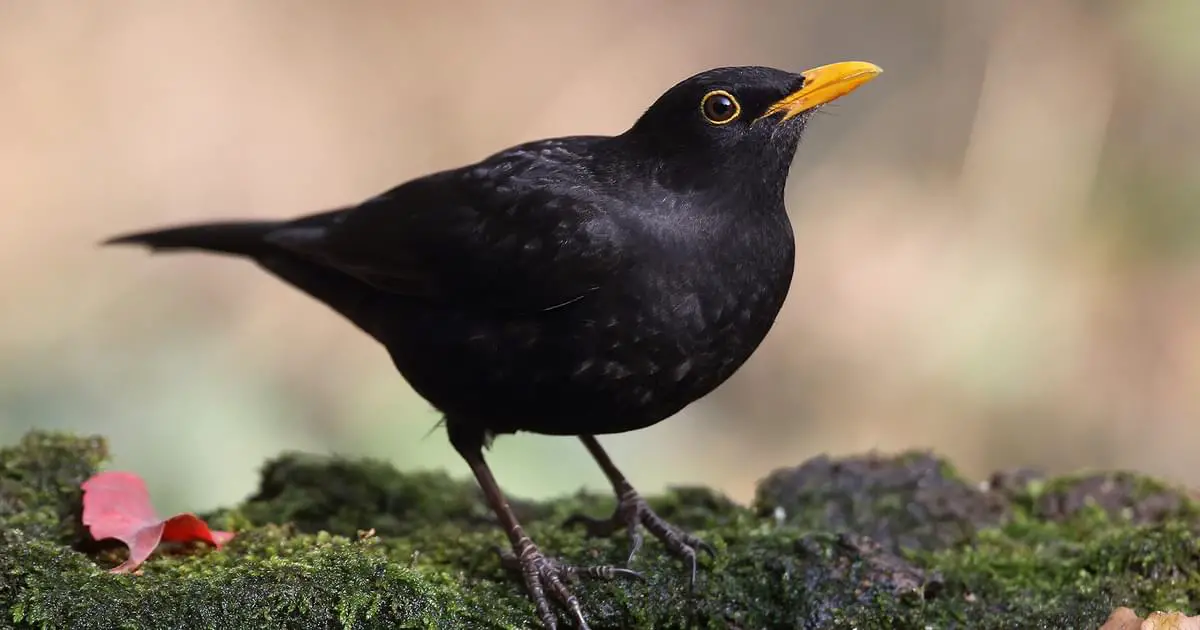 Do Blackbirds Steal Other Birds Nests