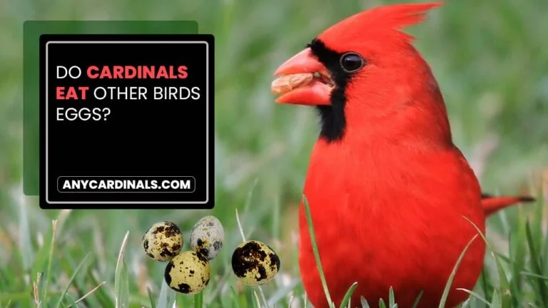 Do Cardinals Steal Other Birds Nests?