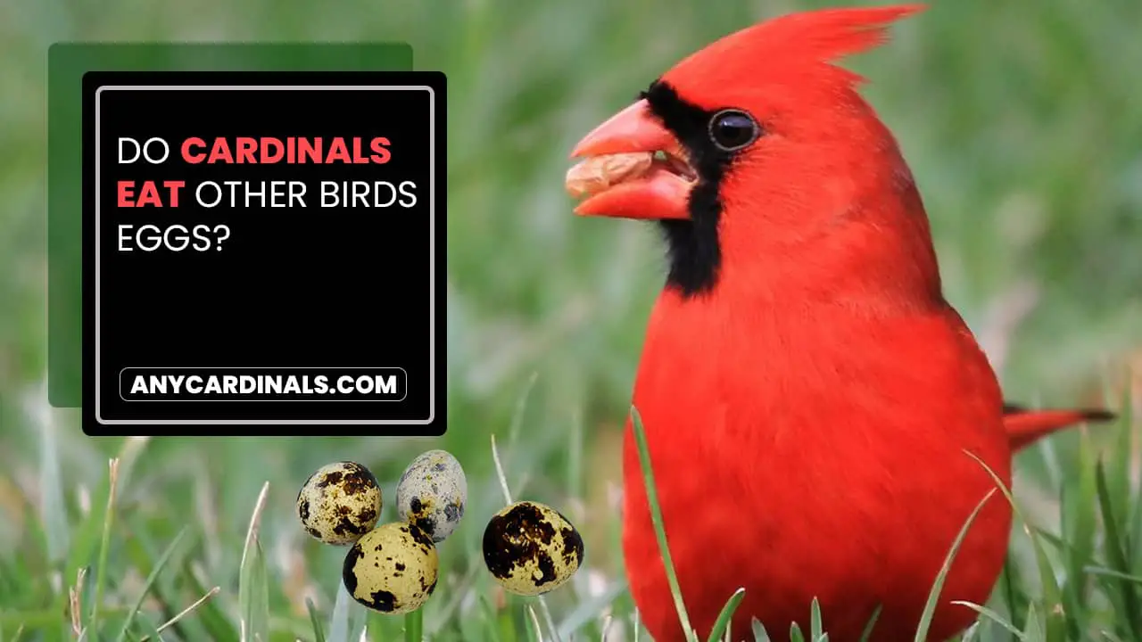 do-cardinals-steal-other-birds-nests