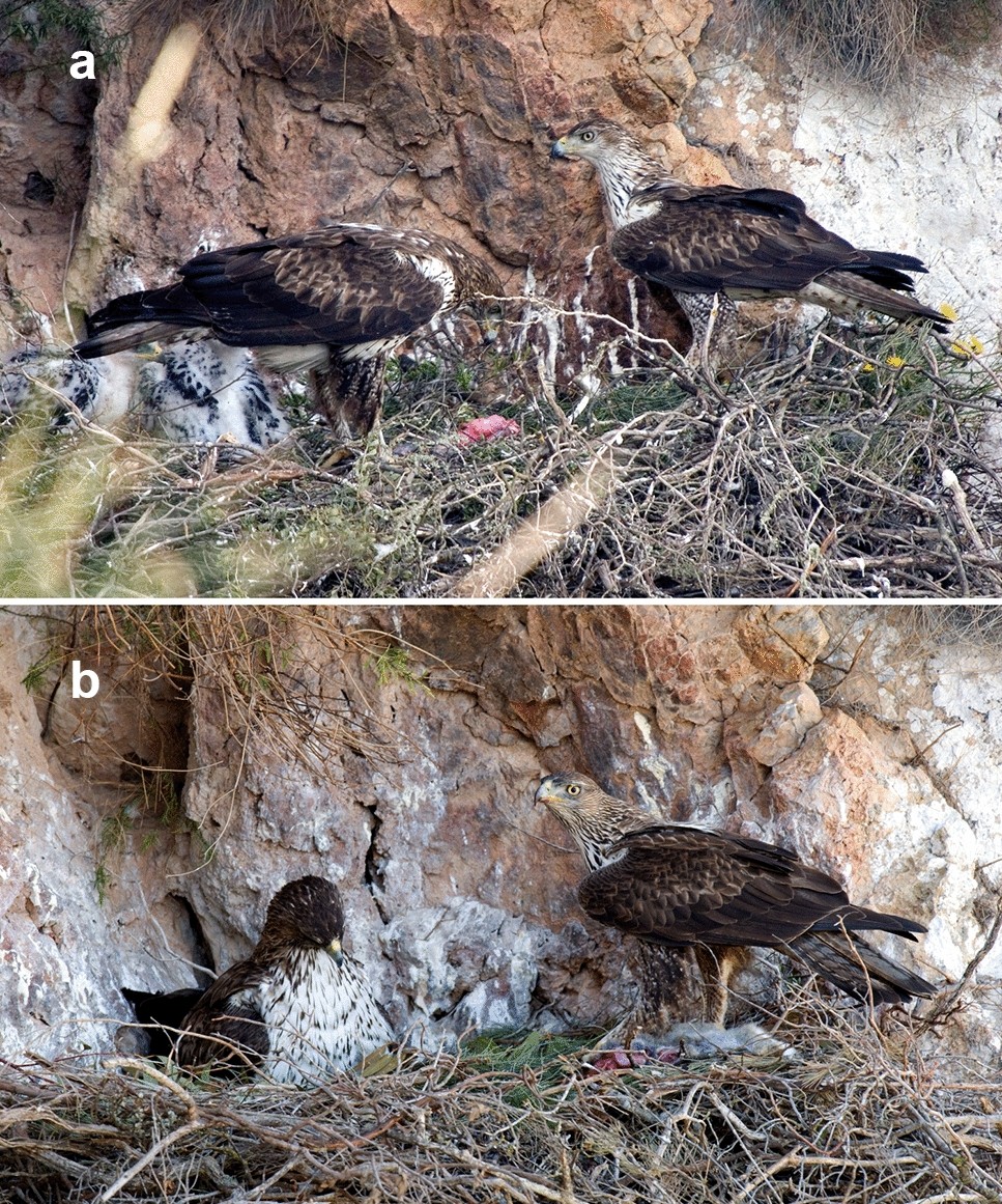 blackbirds-in-arizona-10-species-to-keep-an-eye-out-for