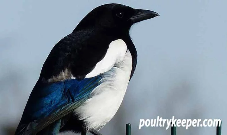 Do Magpies Steal Eggs From Other Birds Nests?